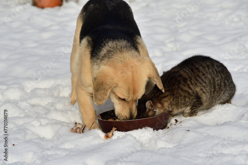 Obraz na płótnie domestic chicken eating with dog and cat together on the snow in winter w salonie