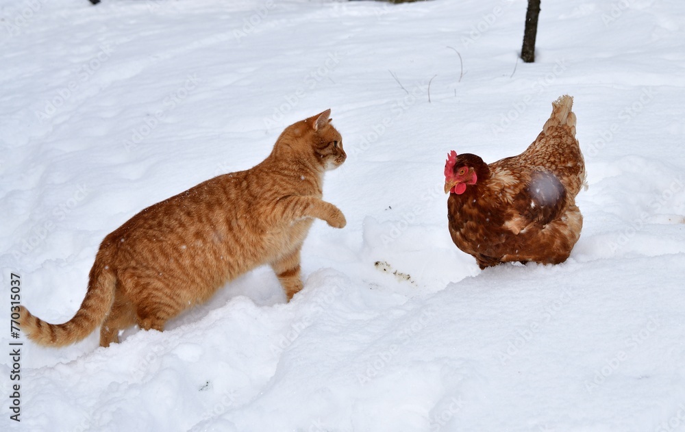Domestic red cat is playing with chicken on snow in winter farm in the village