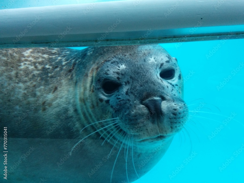 Fototapeta premium アザラシと目が合った
