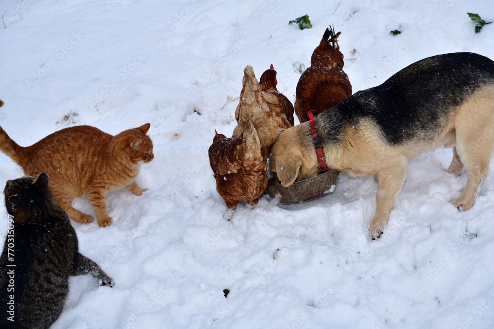 domestic chicken eating with dog and cat together on the snow in winter