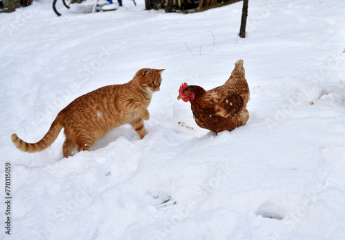 Obraz na płótnie Domestic red cat is playing with chicken on snow in winter farm in the village w salonie