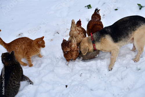 Obraz na płótnie domestic chicken eating with dog and cat together on the snow in winter w salonie
