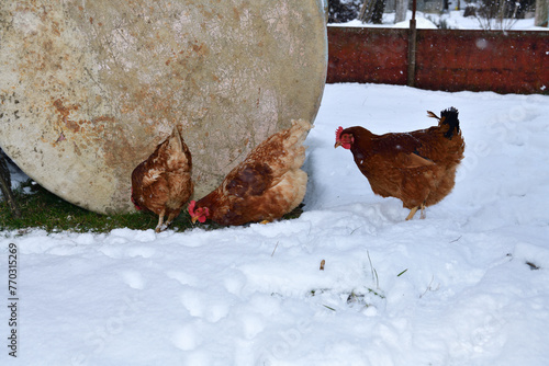 Obraz na płótnie domestic chicken walking and eating on the snow farm in the winter w salonie