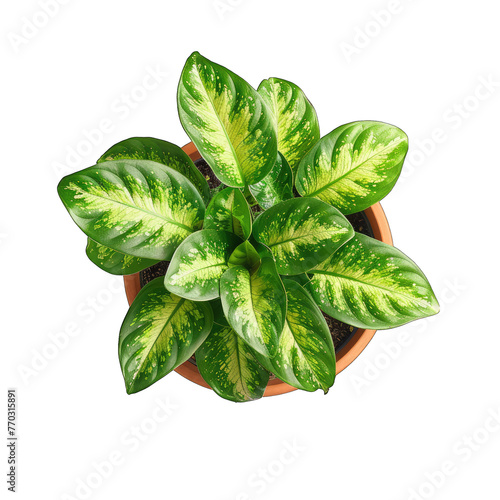 Fresh and Vibrant Dieffenbachia Houseplant - Top View on White Background (Isolated) photo