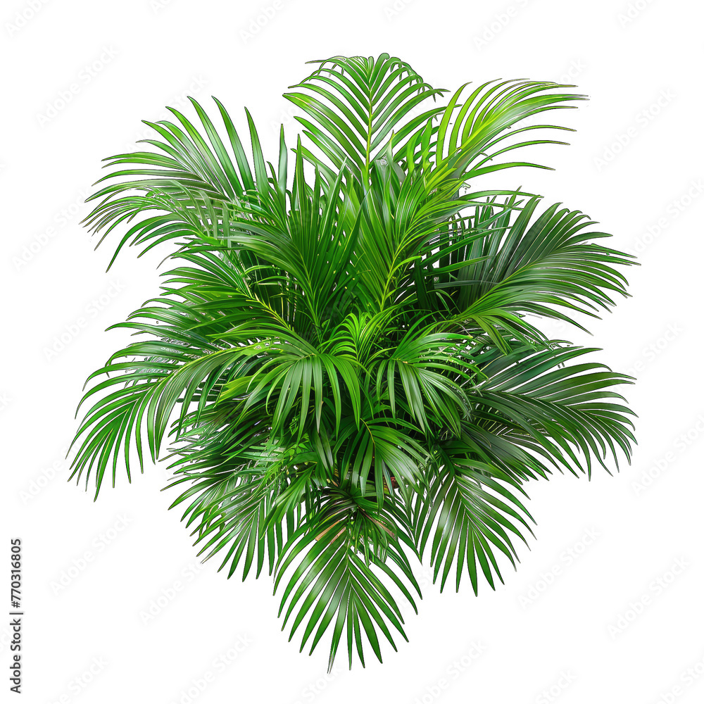 Modern Botanical Elegance: Isolated Potted Areca Palm against a Clean White Background