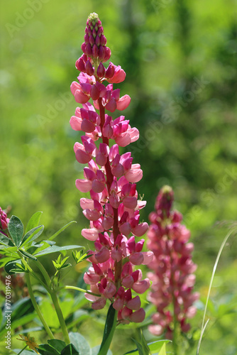 Blooming pink lupine.