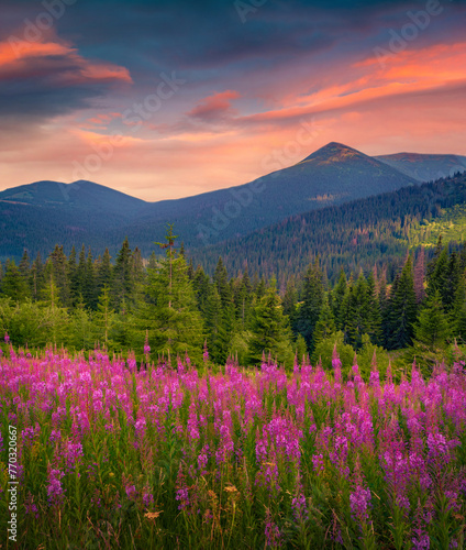 Majestic summer sunrise in mountains walley with pink flowers. Amazing morning view of Carpathian mountains with blooming angustifolium flower, Ukraine, Europe. Beauty of nature concept background.. © Andrew Mayovskyy