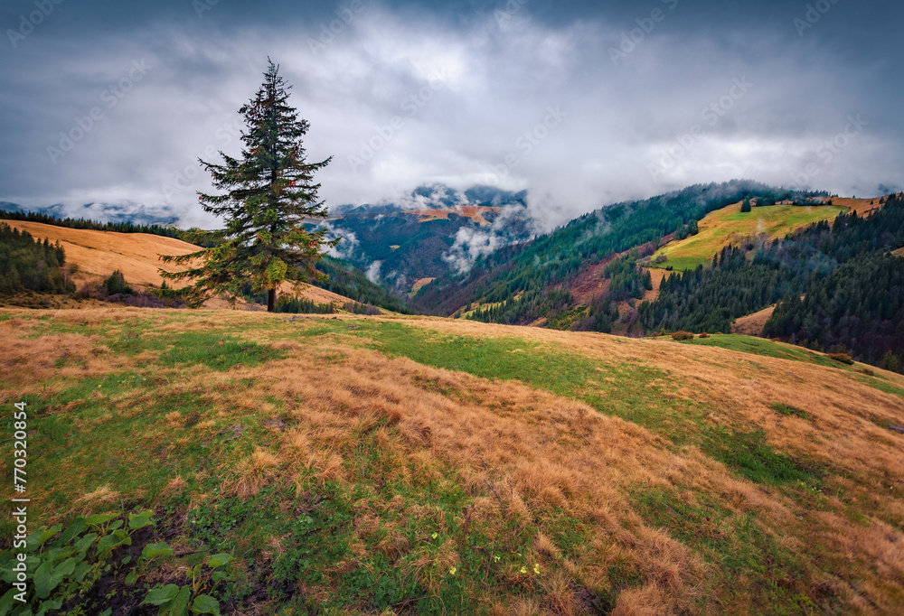Obraz premium Dramatic spring scene of Carpathian mountains with fir tree om the valley. Picturesque morning view of mountain pasture in April, Ukraine, Europe. Beauty of nature concept background.