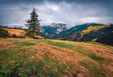 Dramatic spring scene of Carpathian mountains with fir tree om the valley. Picturesque morning view of mountain pasture in April, Ukraine, Europe. Beauty of nature concept background.