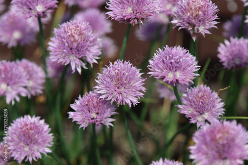 Flowering onion vegetable plant.