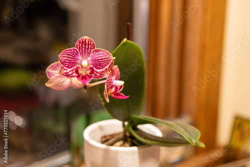 Close up view of a miniature pink phalaenopsis orchid houseplant on a kitchen window sill, with defocused background