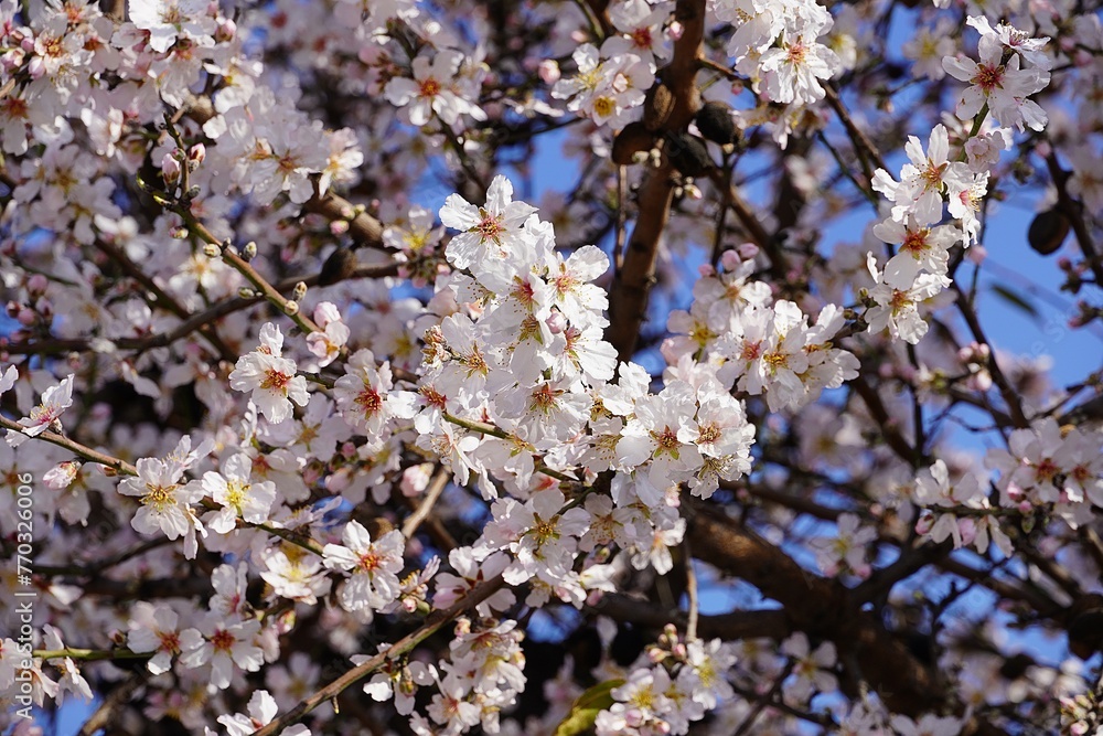 Almond tree, or Prunus dulcis, or amygdalus flowers Almond tree, or Prunus dulcis, or amygdalus flowers