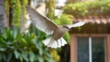 Aerial Elegance: Cuckoo Bird in Flight Against a Blur