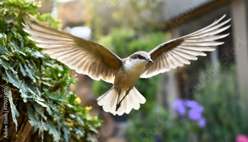In the Wild Blue Yonder: Cuckoo Bird in Flight Against Blur