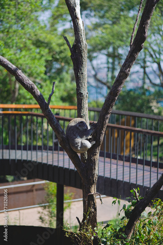 Canvas Print A Taste of Sydney - Koala