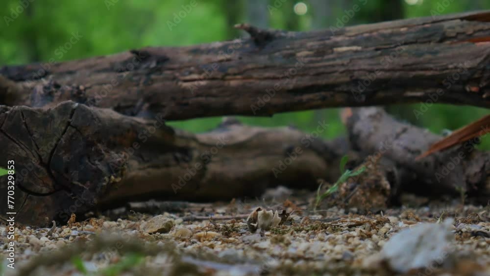Firewood dropped in the woods Firewood dropped in the woods