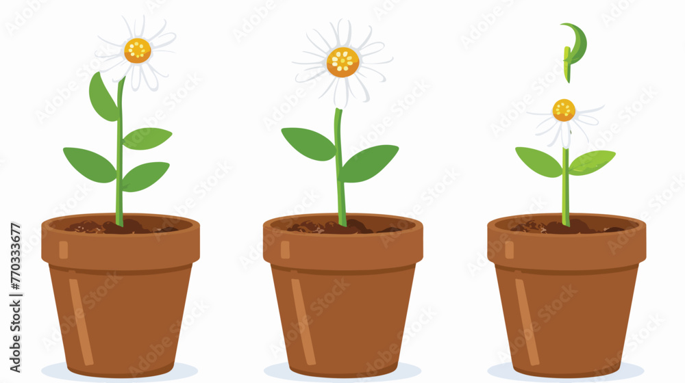 Flower growth stage in brown pot on white background.