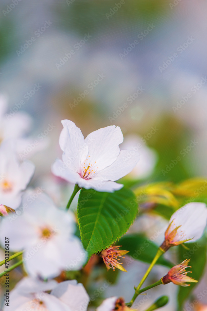 Obraz premium White cherry blossom in spring