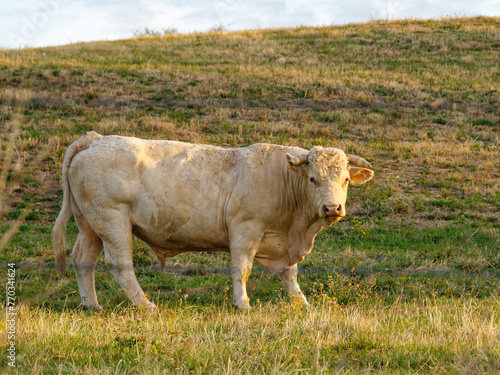 Charolais bull in a pasture, viewed from the side and looking at camera, breed of beef cattle known for its muscular build, Riverie, France