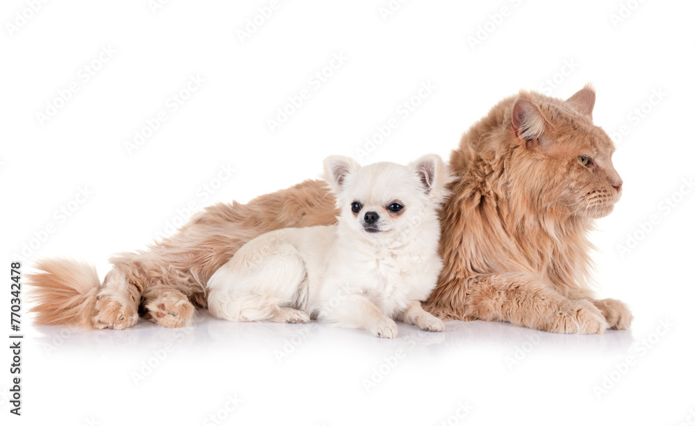 maine coon cat and chihuahua maine coon cat and chihuahua