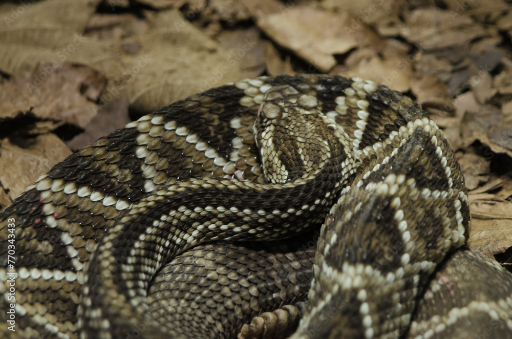 Obraz premium Crotalus Dirissus, Crotalus sius.