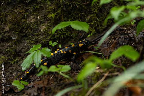 Spotted salamander, black skin color with yellow spots, shiny skin, venomous creatures. In their natural habitat, wild nature. exploring, into the wild.watercourse and lush vegetation. photo