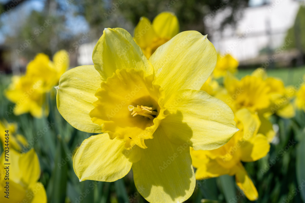 Yellow daffodils - the first flowers of spring Yellow daffodils - the first flowers of spring