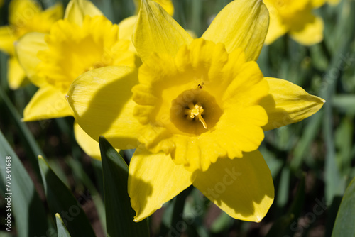 Yellow daffodils - the first flowers of spring