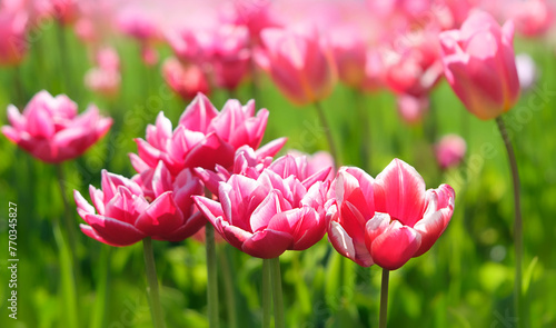 Spring floral nature background. bright pink tulips flowers close up on meadow. blossoming spring season artistic image.