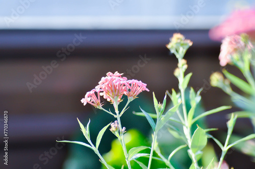 Panama Rose ,Arachnothryx leucophylla photo