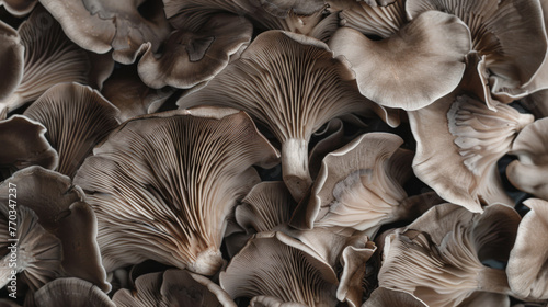 Mushroom background, cut oyster mushrooms, top view, texture for background.