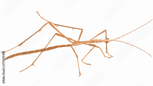 Cartoon stick insect on white background flat vector isolated