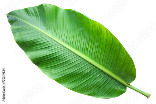 green banana leaf  cut out 