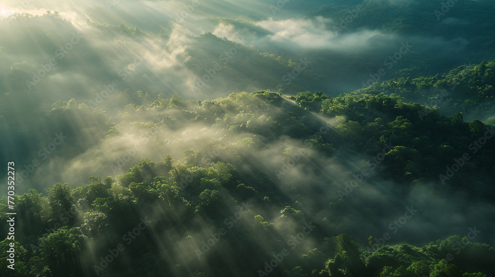 Thick fog covers green dense forest, amazing morning concept Thick fog covers green dense forest, amazing morning concept