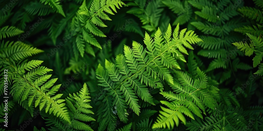 beautiful delicate green fern leaves background