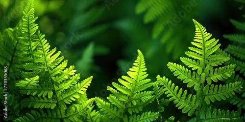 beautiful delicate green fern leaves background