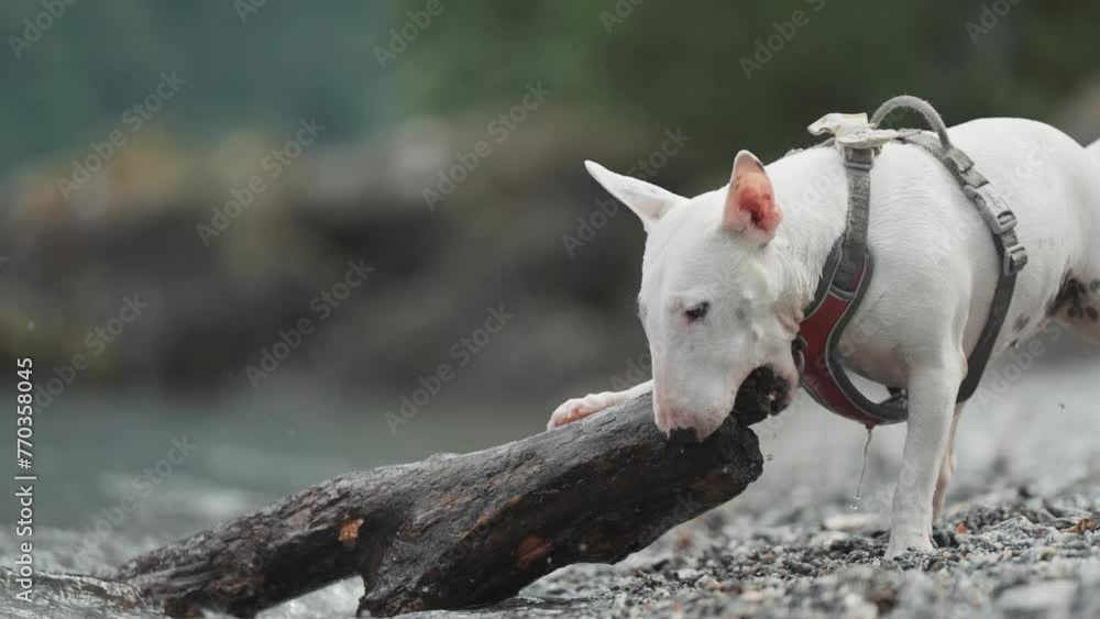 A small white terrier shakes off and plays with a piece of wood on the pebble beach. A small white terrier shakes off and plays with a piece of wood on the pebble beach.