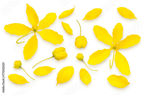 Golden shower flower isolated on white background, Golden shower flower or Indian laburnu, Cassia fistula on White Background  With clipping path.