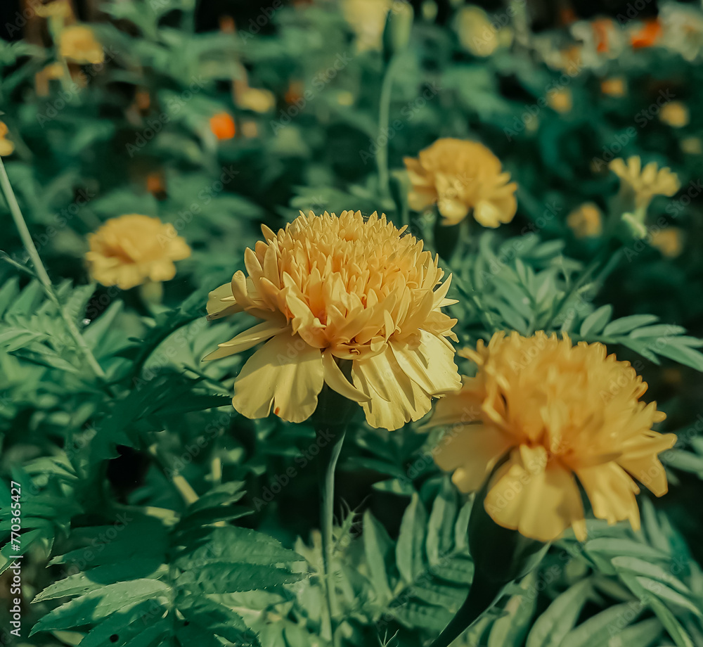 marigold flower in the garden marigold flower in the garden