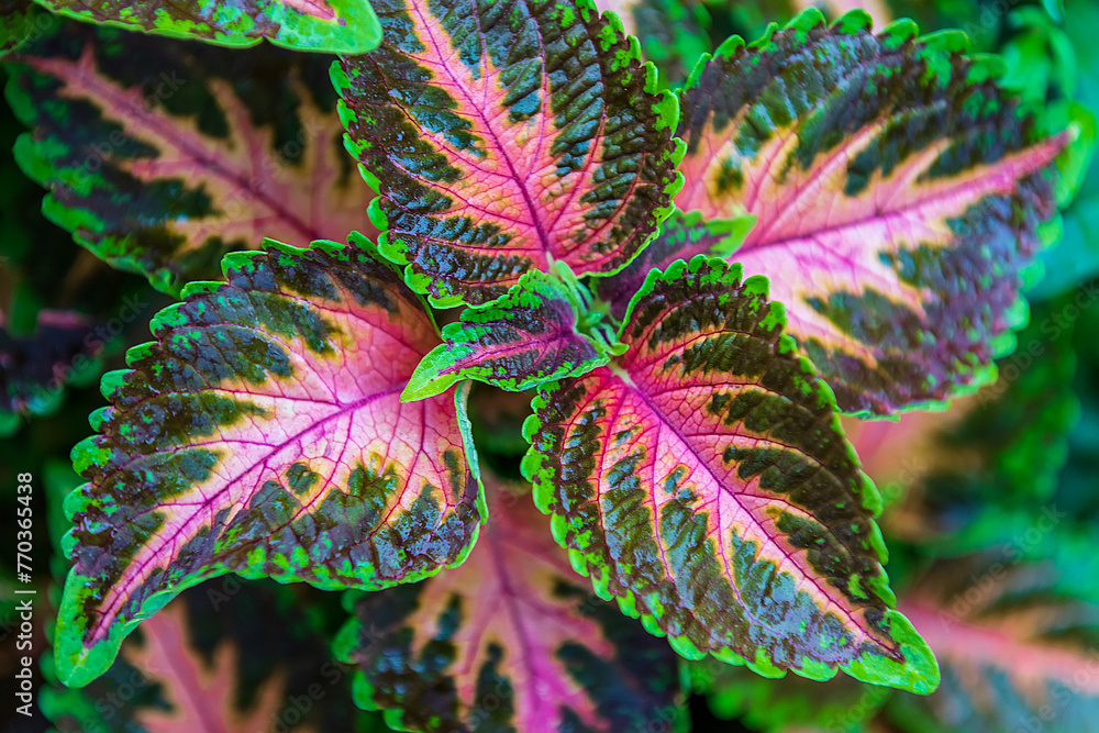 Closeup green leaves background, Overlay fresh leaf pattern, Natural foliage textured and background Closeup green leaves background, Overlay fresh leaf pattern, Natural foliage textured and background