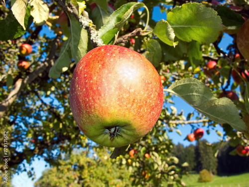 Apfel reif und rot am Apfelbaum im Garten
