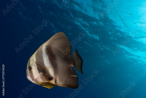 Lone batfish in mid-water against sunray background photo