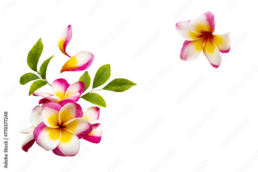 colorful flowers frangipani local flora of asia arrangement flat lay postcard style 