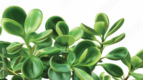Close-up leaves of Crassula Ovata also known as Jade