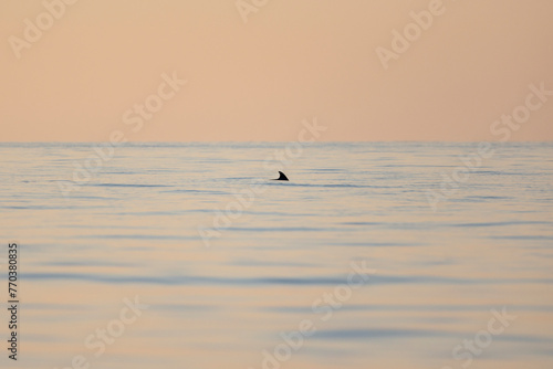 View of a cetacean's dorsal fin in the morning light