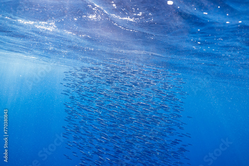 a ball of anchovy swims just below the surface of the water