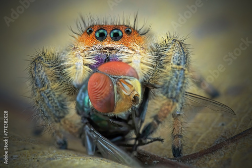 phidippus regius jumping spider with prey photo