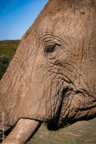 African Elephant - Close-up Portrait