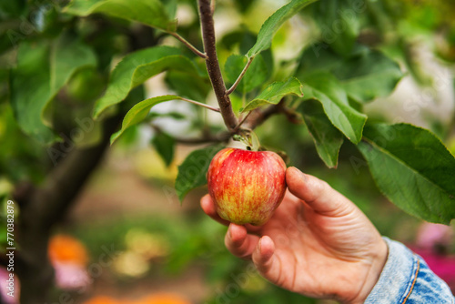 Woman harvesting apples in orchard
