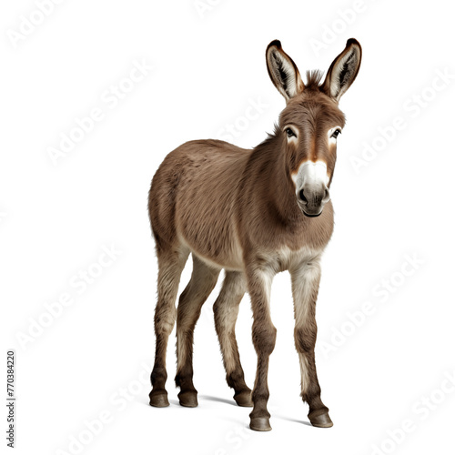 donkey isolated on white background
